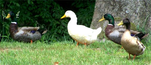 Ducks enjoying the music