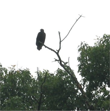 golden eagle in a tree